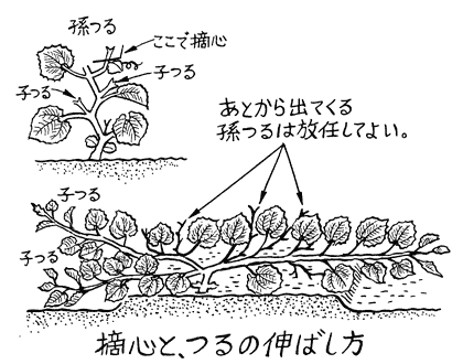 遅まきもできるキュウリの地這い栽培 Ja埼玉中央ホームページ