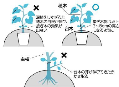 接ぎ木苗の手配