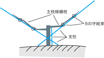 枝管理