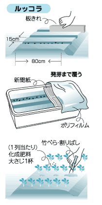 重宝するルッコラ