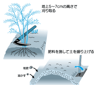 アスパラガスの冬の手入れ