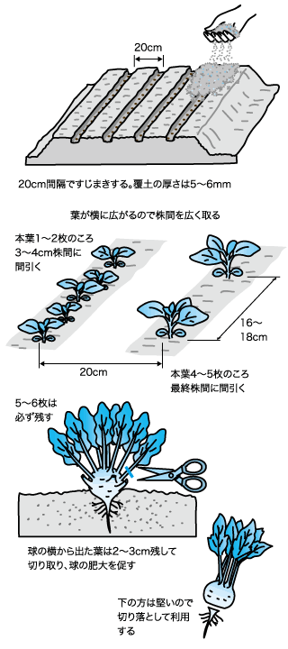 コーラルビーの育て方