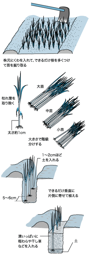 根深ネギのうえ方のコツ