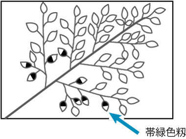 穂の帯緑色籾の割合による判断