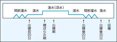 中干し後の水管理0701