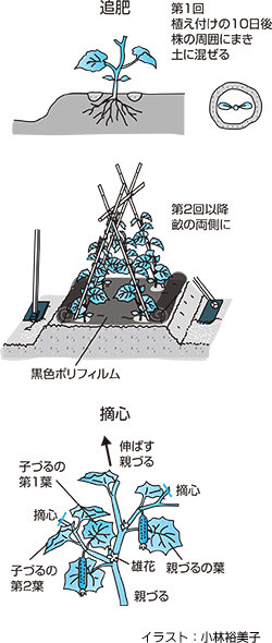 キュウリ作りポイント