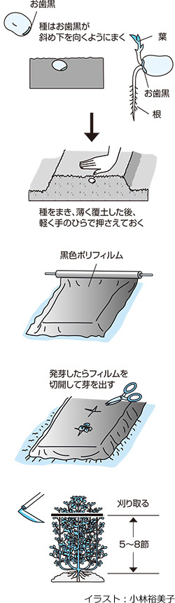 ソラマメのアブラムシ防除