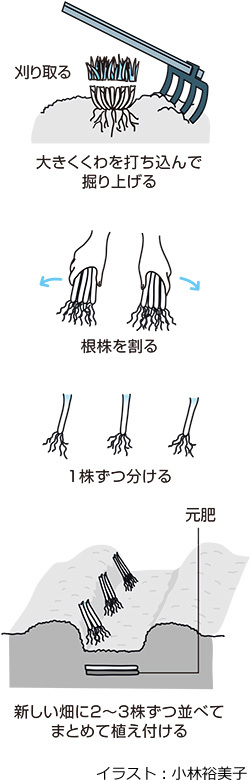 多年草のニラの株分け