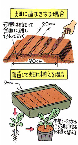 畑に直まきする場合