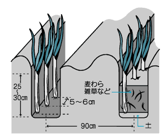 根深ネギの植え付けと管理