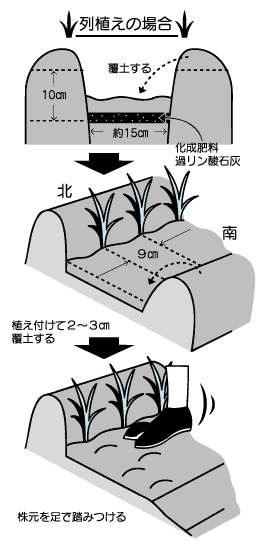 タマネギ苗の植え付け