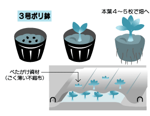 中国野菜チンゲンサイ