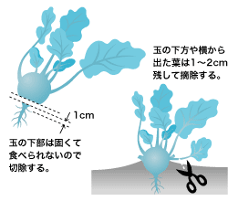 茎が球形に肥るコールラビー