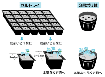 ハクサイ苗づくり