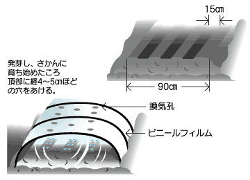 トンネル葉菜類