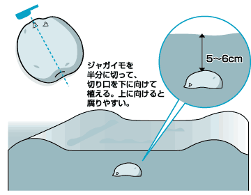 ジャガイモ植え付け