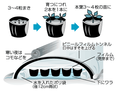 果菜類の苗づくり