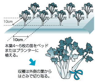 香づけによいスープパセリ