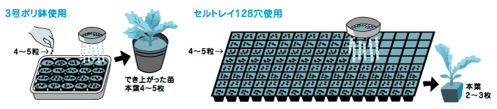 玉レタスまきどき