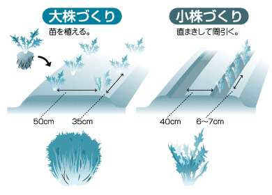 楽な水菜