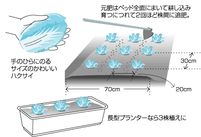 超小型ハクサイ