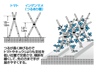 長く楽しめるインゲンマメ