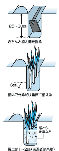 根深ネギの上手なうえ方