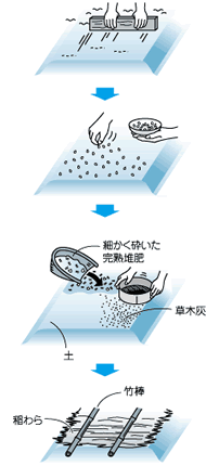 タマネギの苗づくり種まきのコツ