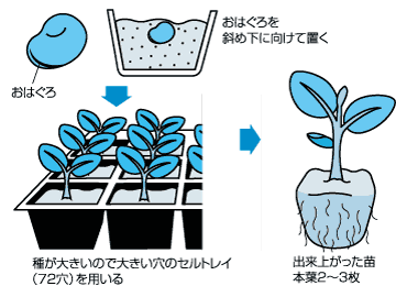 ソラマメ種まき、苗作り