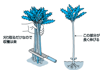 長く伸びる新顔のシュンギク