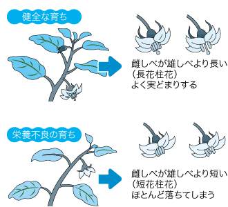 色つやの良いナスを取り続ける