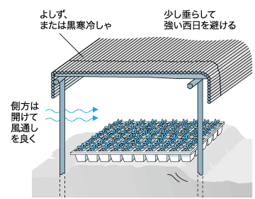 長く楽しめるブロッコリー