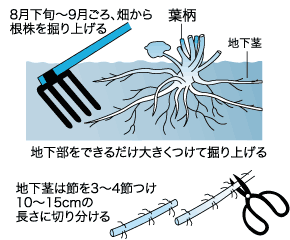 フキの植え替えと上手な管理