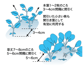 冬の青菜の主役