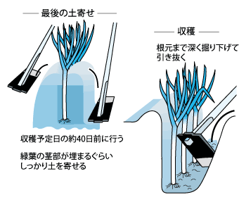 根深ネギの土寄せ軟白