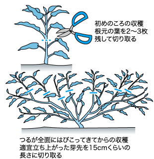 暑さに強いクウシンサイ