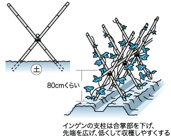 取れたてのインゲンマメ