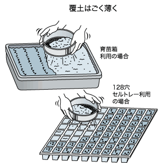 秋冬レタスの苗づくり