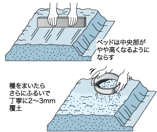 タマネギの種まき