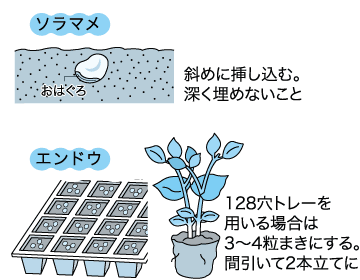 ソラマメとエンドウの種まき