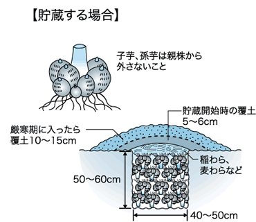 サトイモの貯蔵法