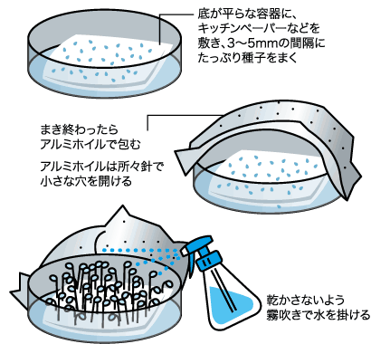 スプラウトの楽しみ方