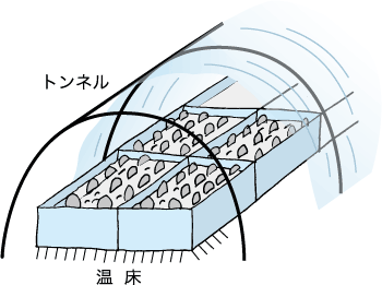 コゴミの促成栽培