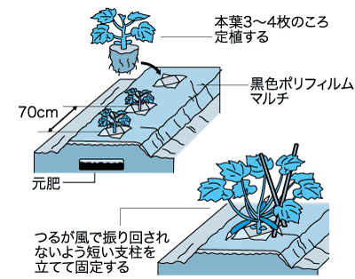 人気高まるズッキーニ