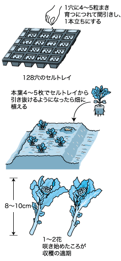 ナバナの植え方