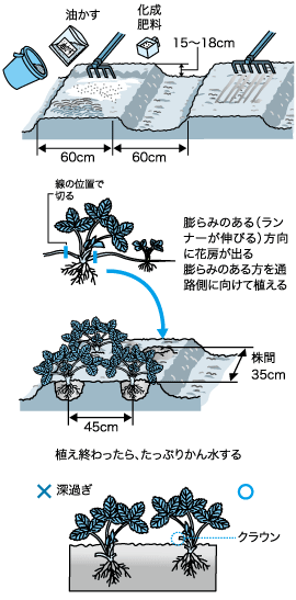 イチゴの植え付けの要点