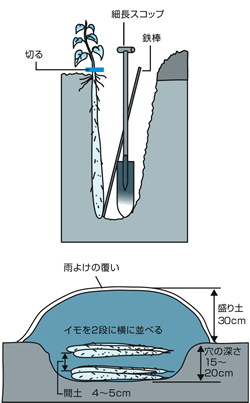 ナガイモ堀り