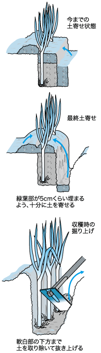 最後の土寄せと収穫