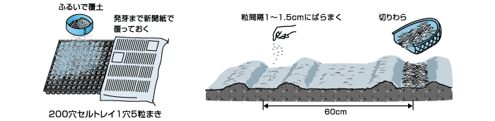 ネギの種まき、苗作り