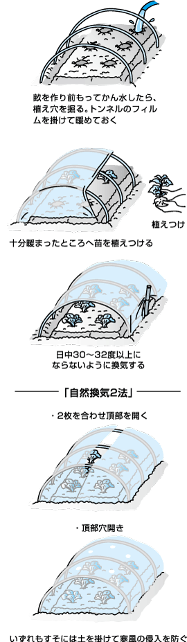 果菜類のトンネル栽培のポイント